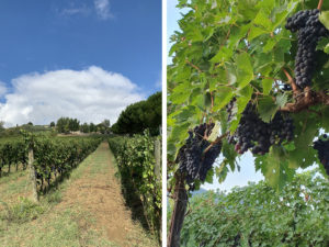Azienda agraria Montespinello Daniele Rossi vini Torgiano produzione